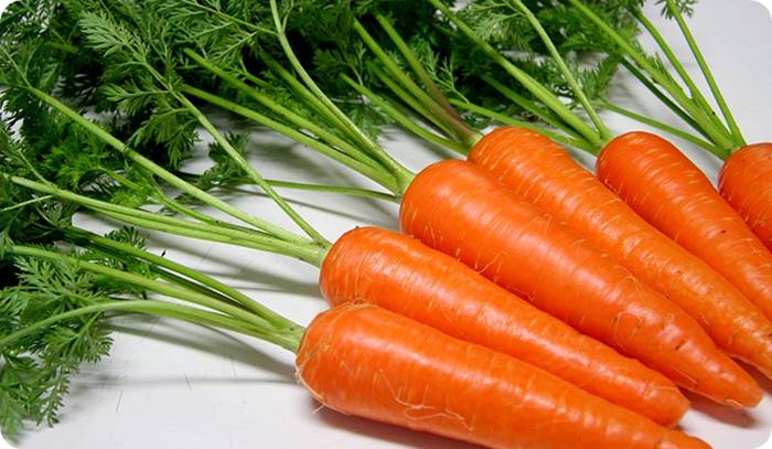 잎이 달린 신선한 당근 다발 (Fresh bunch of carrots with green tops)